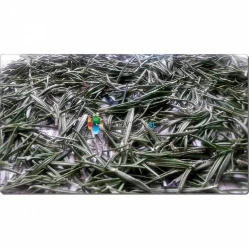 Biberiye Otu 100 Gr