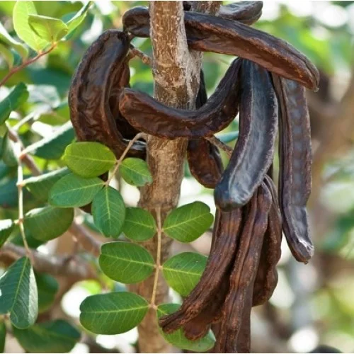 Keçiboynuzu Harnup Meyvesi 500 Gr