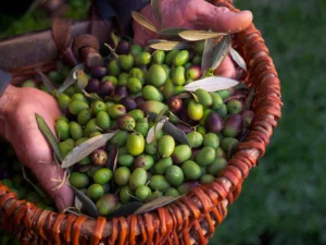 Halhalı Zeytin Nedir?