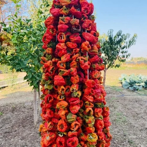 Dolmalık Kuru Biber 1 Bağ (50 Adet)