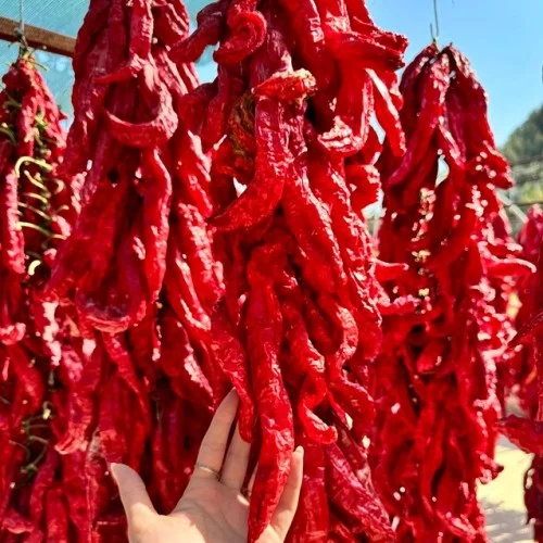 Kurutulmuş Acı Baş Biber 5 Adet