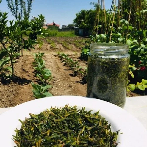 Salamura Zahter ( Taze Dağ Kekiği)